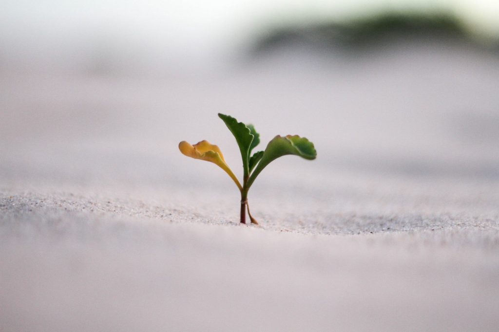 Seed-Pflanze Kleine Pflanze als Symbolbird für die erste Funding Round (Seed)).
