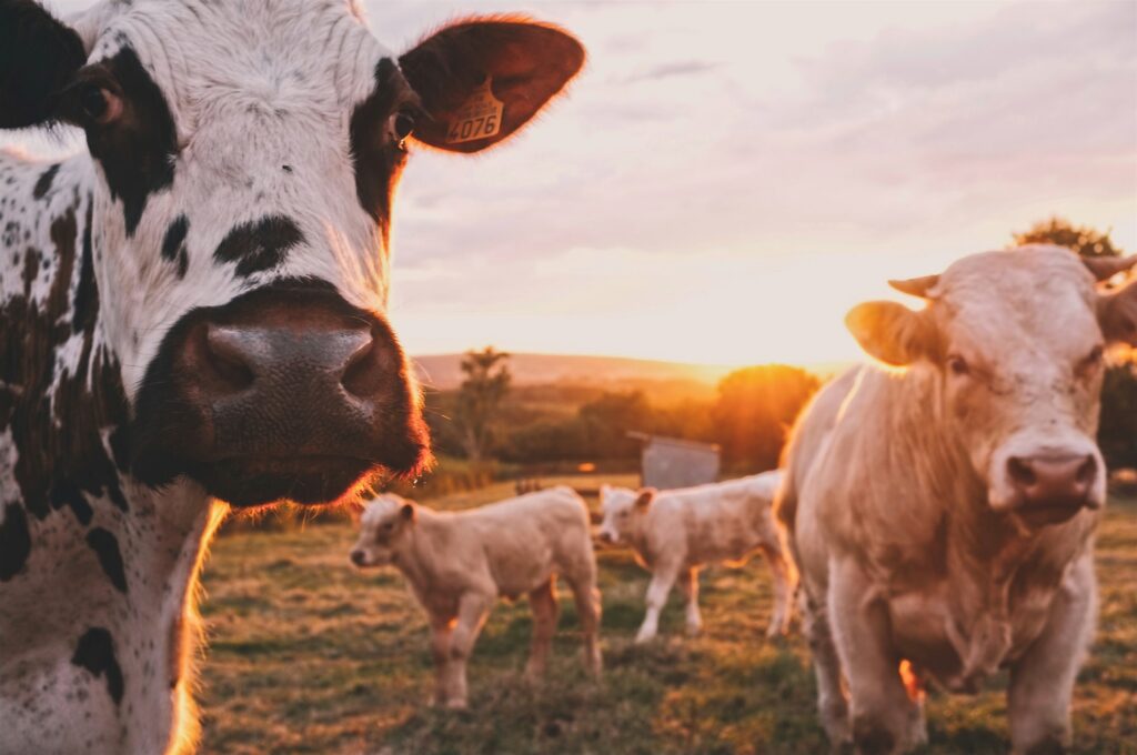 Kühe auf einer Weider vor der untergehenden Sonne